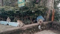 Disini banyak kera di sepanjang jalan menuju gerojokan sewu