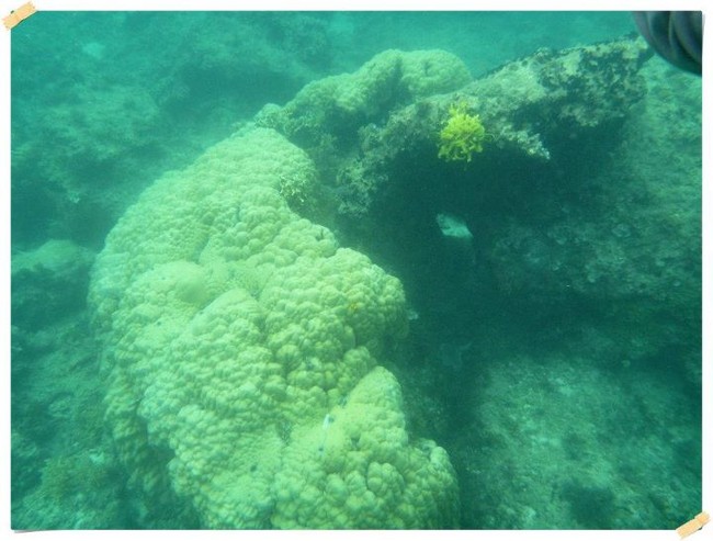 Pesona Bawah Laut Pulau Pramuka