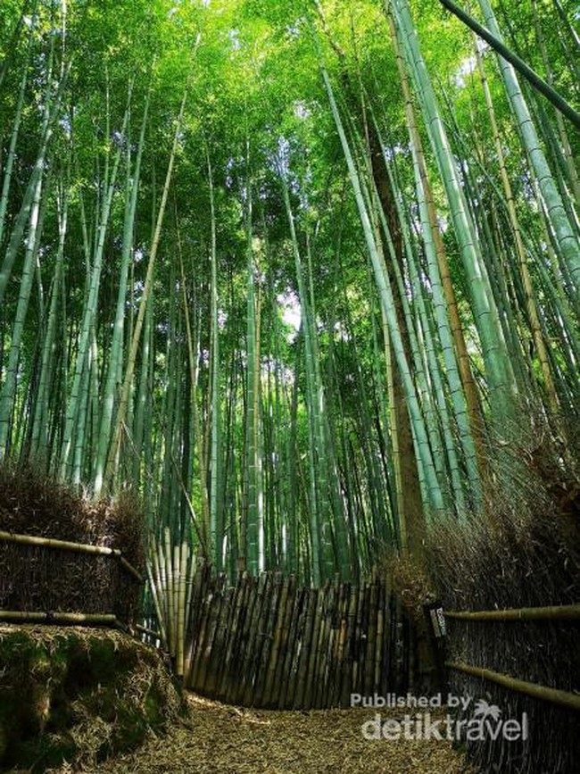 Pesona Hutan Bambu Arashiyama di Kyoto