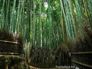 Pesona Hutan Bambu Arashiyama di Kyoto
