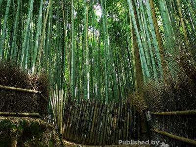 Pesona Hutan Bambu Arashiyama di Kyoto