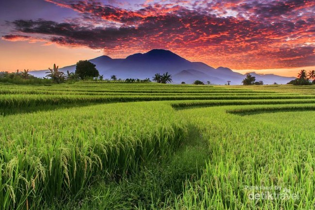 Pesona Persawahan Indonesia di Bengkulu Utara