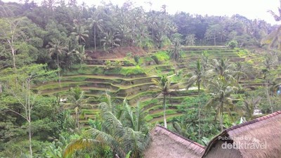 Pesona Sawah Terasering Bali di Tegal Alang, Ubud