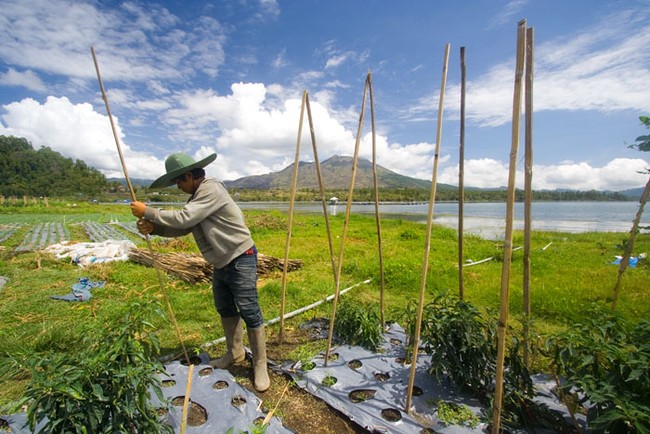 Petani di Surga Batur