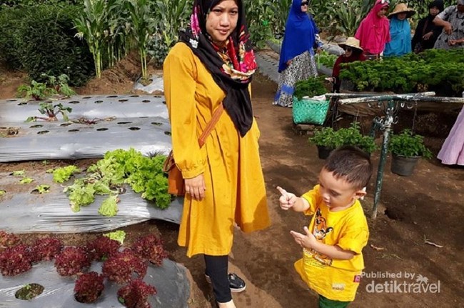 Petik Sayur Seperti di Kebun Sendiri, Ke Sini Saja