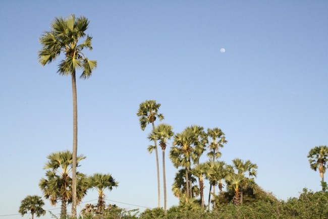 Pohon Lontar, Pohon Kehidupan di Pulau Rote