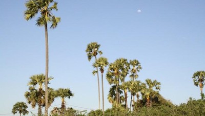 Pohon Lontar, Pohon Kehidupan di Pulau Rote