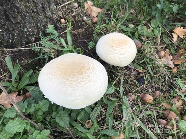 Beragam jamur liar banyak kita temukan di musim ini