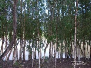 Potret Hijaunya Hutan Tra Su Cau Doc Vietnam