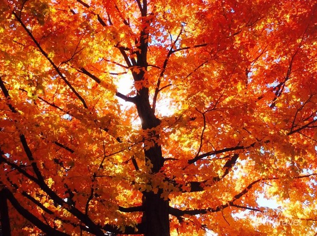 Potret Taman Pohon Maple Saat Musim Gugur