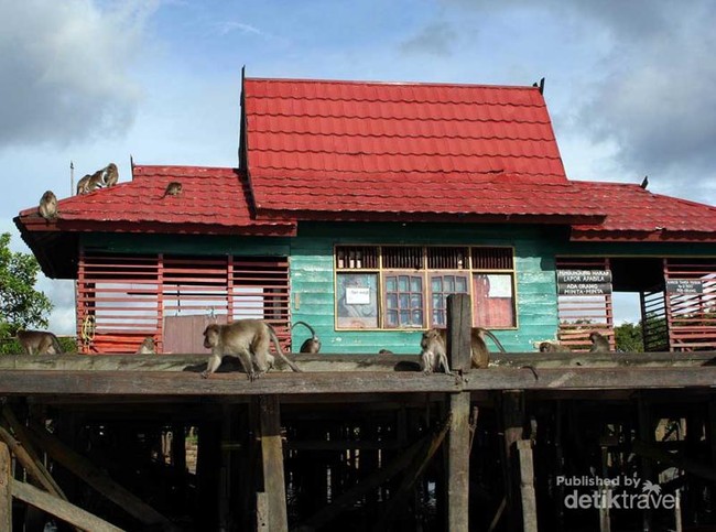 Pulau di Banjarmasin Ini Penuh dengan Monyet!