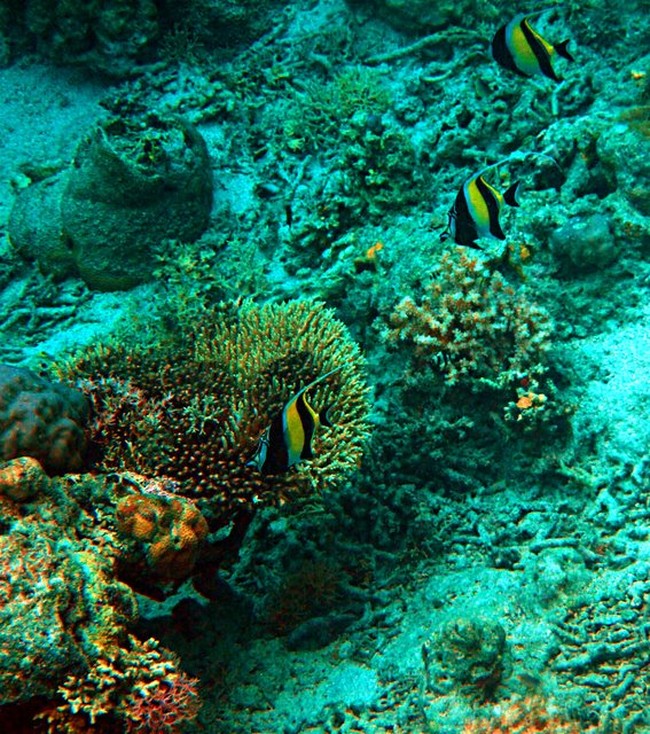 Pulau Moyo : Keindahan Tersembunyi di Utara Sumbawa