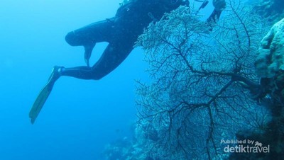 Pulau Seindah Maladewa Ini Ada di Sulawesi Tengah