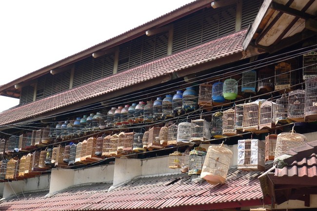 Ramainya Pasar Burung di Jalan Pramuka, Jakarta