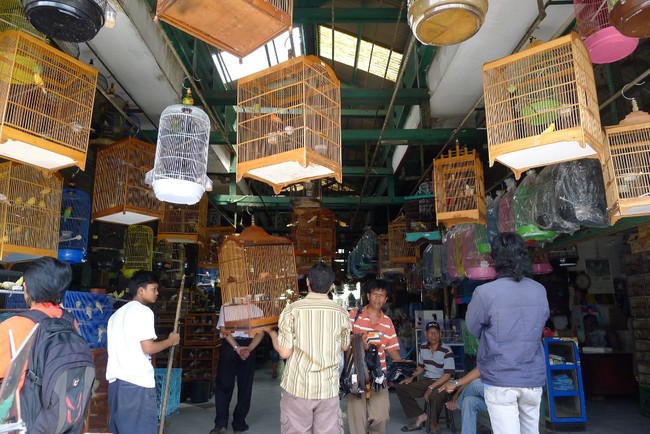 Ramainya Pasar Burung di Jalan Pramuka, Jakarta