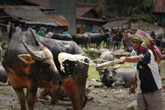 Ratusan Kerbau di Pasar Bolu