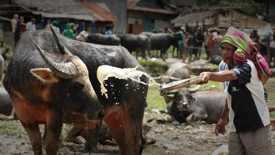 Ratusan Kerbau di Pasar Bolu