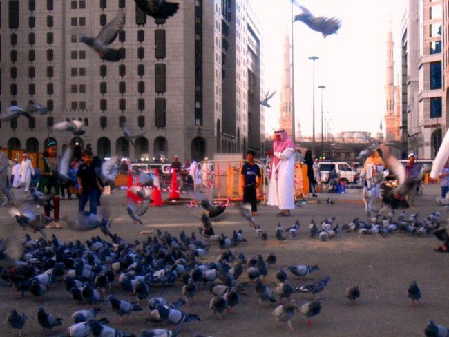 Ratusan Merpati Cantik di Masjid Nabawi, Madinah