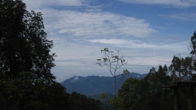 Ritual Penyambutan Tamu di Hutan Lindung Wehea
