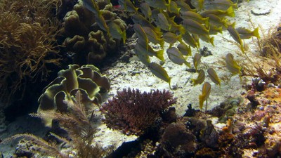 Rumah Idaman Para Ikan, Raja Ampat