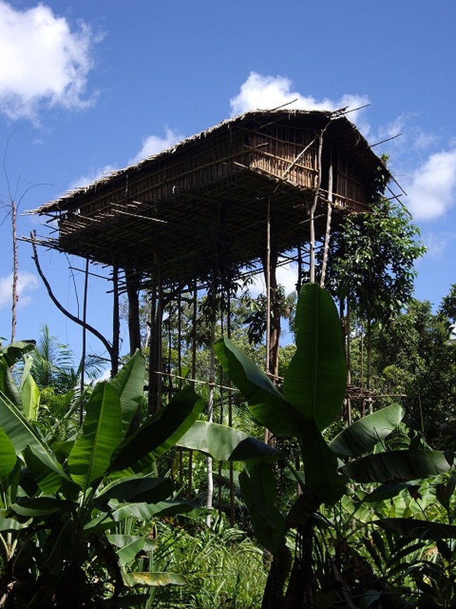 Rumah Tinggi, Arsitektur Hijau Suku Korowai