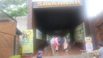 Rupa Sabana Ketika Dipindah ke Kebun Binatang