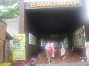 Rupa Sabana Ketika Dipindah ke Kebun Binatang