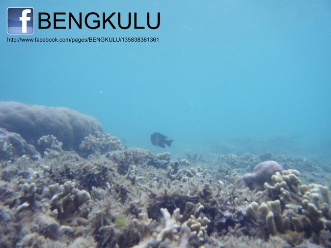 Sajauh Mata Memandang, Hanya Ada Keindahan di Pulau Tikus