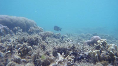 Sajauh Mata Memandang, Hanya Ada Keindahan di Pulau Tikus