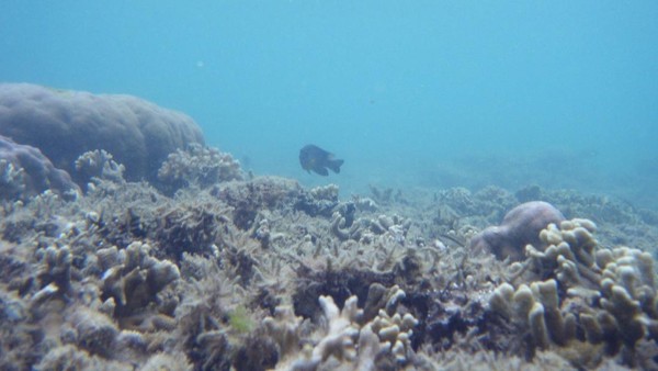 Sajauh Mata Memandang, Hanya Ada Keindahan di Pulau Tikus