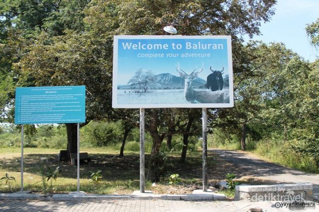 Savana Bekol, Tempat yang Eksotis di Baluran
