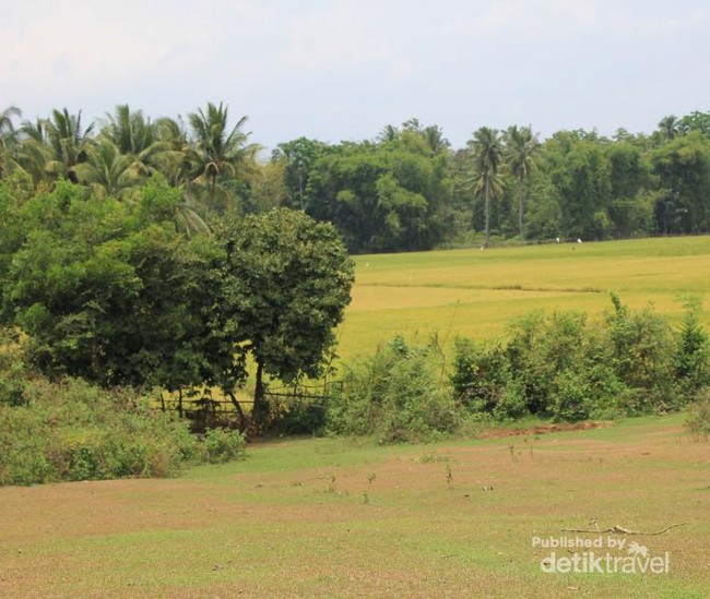 Sawah & Bukit Hijau di Glee Gapui, Aceh