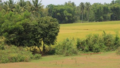 Sawah & Bukit Hijau di Glee Gapui, Aceh