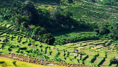 Sawah di Tenganan