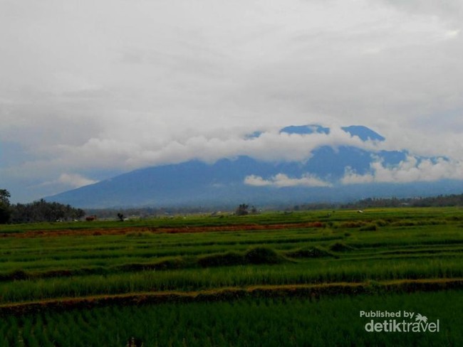 Sawah Secantik Lukisan di Kaki Gunung Marapi, Sumbar