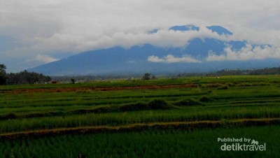 Sawah Secantik Lukisan di Kaki Gunung Marapi, Sumbar