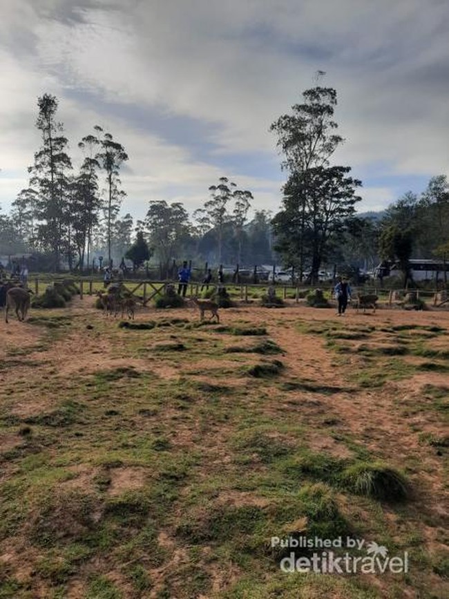 Segarnya Pagi Hari di Penangkaran Rusa Ranca Upas