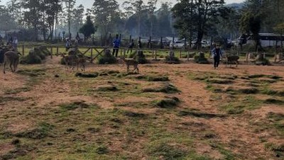Segarnya Pagi Hari di Penangkaran Rusa Ranca Upas
