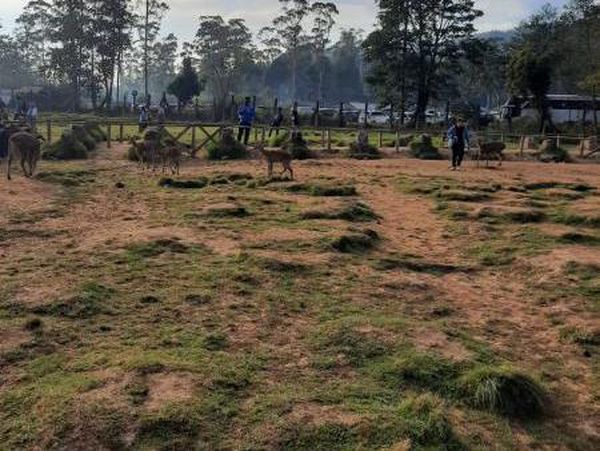 Segarnya Pagi Hari di Penangkaran Rusa Ranca Upas