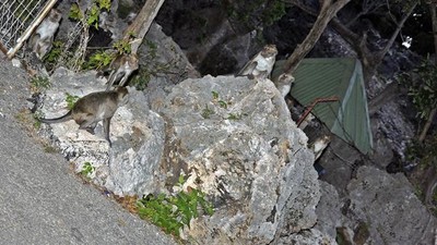 Sejenak Menikmati Suasana Gua Monyet Alak, Kupang-NTT