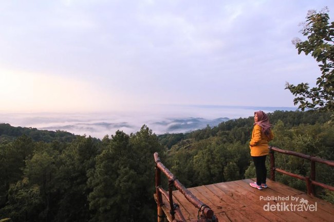 Sejuknya Pagi di Hutan Pinus Asri Bantul Saat Libur Waisak