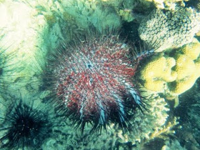 Sensasi Berenang Berbeda di Karimun Jawa