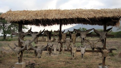 Sentuhan Afrika di Timur Jawa