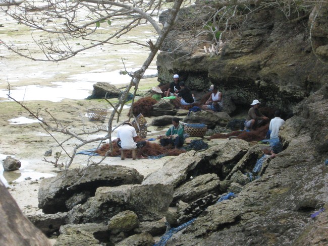 Seru! Berburu Rumput Laut di Nusa Lembongan