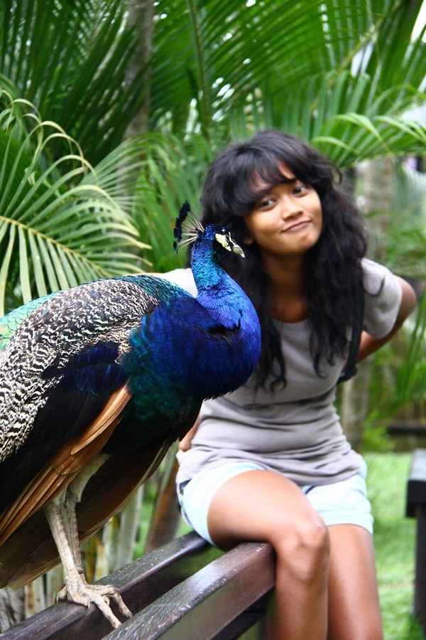 620 Koleksi Gambar Burung Merak Bali HD Terbaru