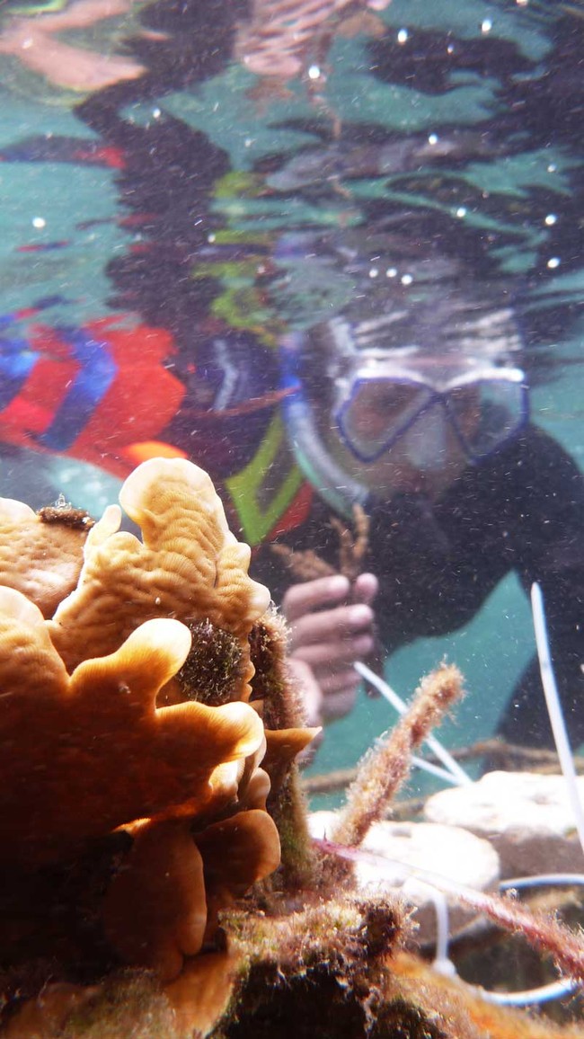 Seru! Menyelam Sambil Menanam Koral di Pulau Tegal, Lampung