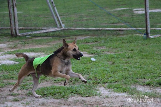 Serunya Lomba Pacu Anjing di Kota Sawahlunto