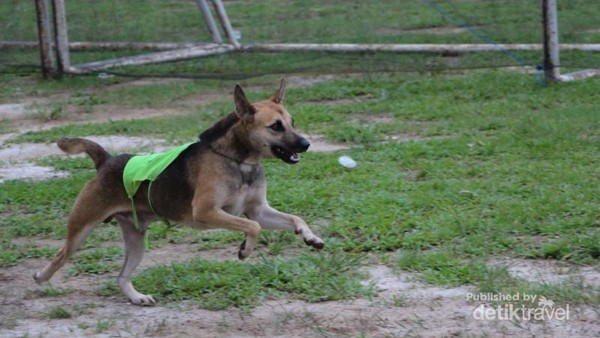 Serunya Lomba Pacu Anjing di Kota Sawahlunto