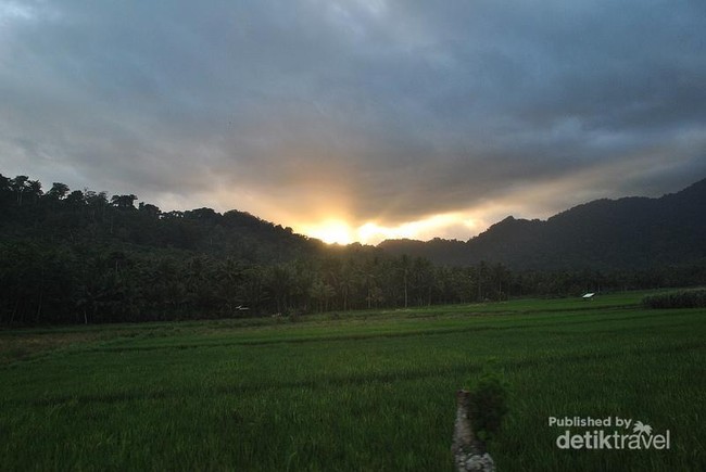 Serunya Melihat Penyu di Pantai Sukamade, Banyuwangi
