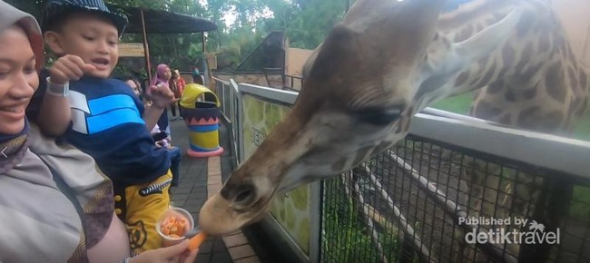 Serunya Memberi Makan Jerapah di Batu Secret Zoo